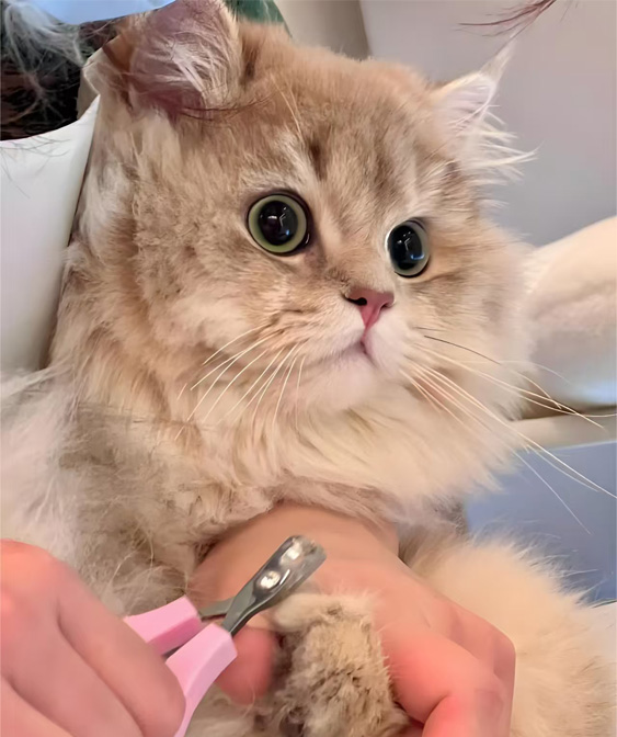 고양이 살인 제품 : 키티를 깨끗하고 편안하게 유지하십시오